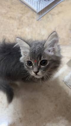 persian/british mix kitten