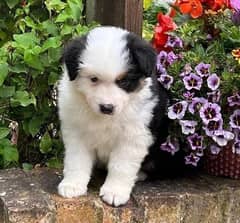 Whatsapp Me (+972 55507 4990) Australian Shepherd Puppies 0