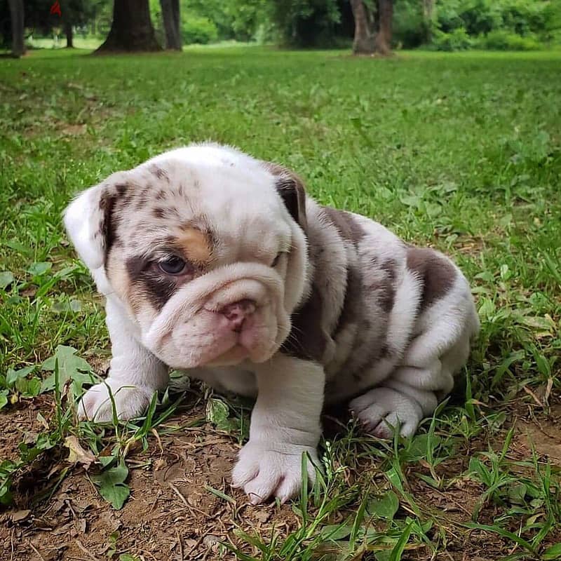 English Bulldog Puppies 0