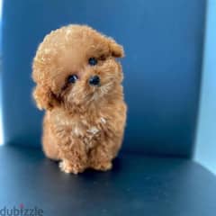 Cute toy poodle puppies available WhatsApp me +4917629216066