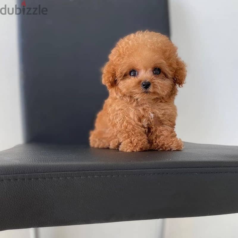 Cute toy poodle puppies available WhatsApp me +4917629216066 1