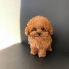 WhatsApp +4917629216066 poodle puppies for sale 0