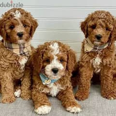 Cavapoo puppies// whatsapp +971552543679