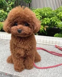 Poodle Puppies // whatsapp +971552543679 0