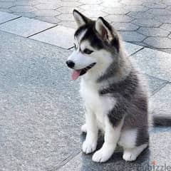 Siberian Husky // Whatsapp +971502618837 0