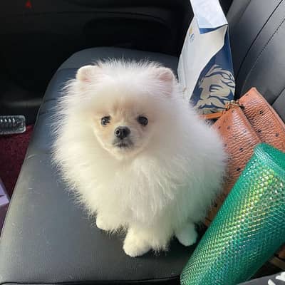 Pomeranian