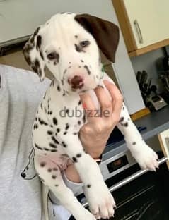 Whatsapp Me (+966 58392 1348) Dalmatian Puppies 0