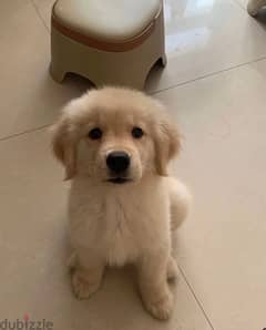 Golden retriever for sale 0