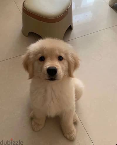 Golden retriever for sale