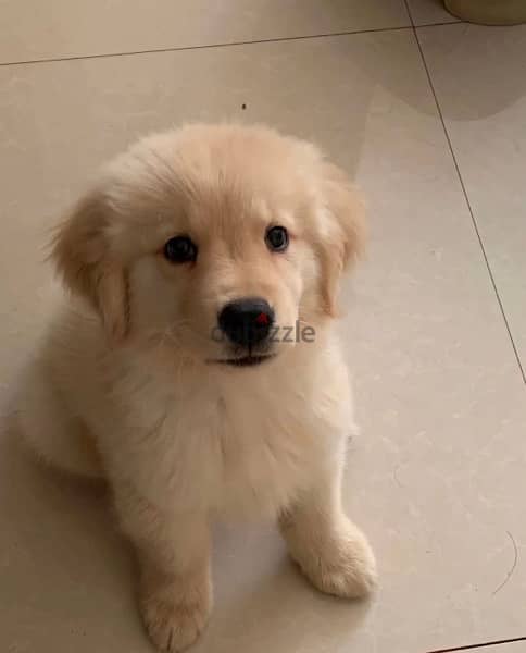 Golden retriever for sale 1