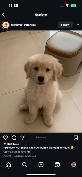 Golden retriever for sale 2