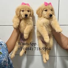 Male and female Golden Retrievers 0