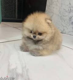 Healthy  Pom male for sale