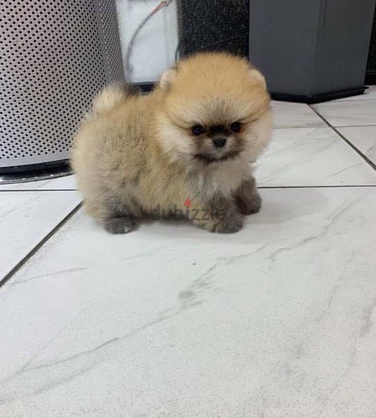 Healthy  Pom male for sale 1