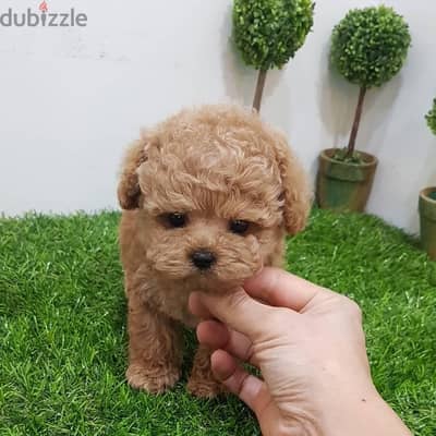 Tcup Poo,dle pup for sale