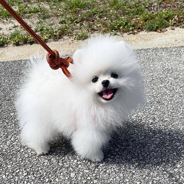 Pomeranian puppies// whatsapp +971552543679 0