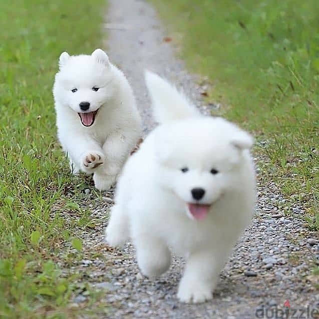 Samoyed Puppies// whatsapp +971552543679 0