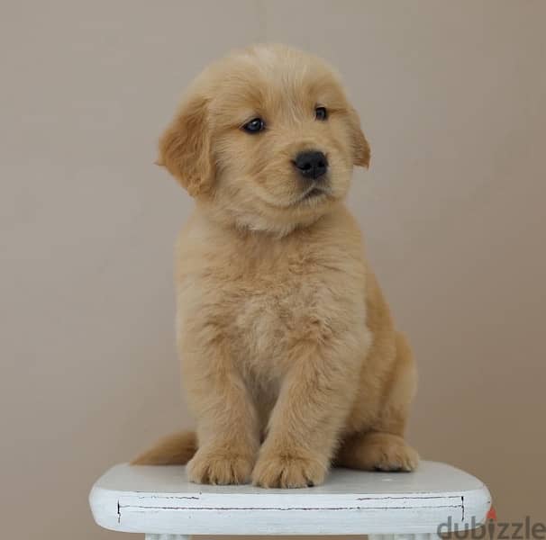 Golden Retriever puppy 1