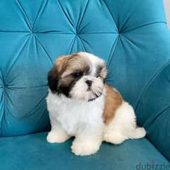 Shih Tzu Puppies// Whatsapp +971502618837