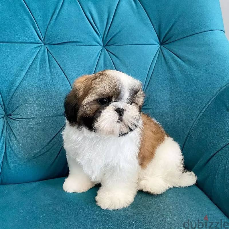 Shih Tzu Puppies// Whatsapp +971502618837 0