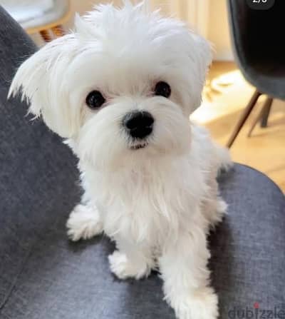 Maltese