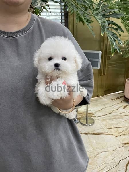 White Poo,dle puppy for sale 1