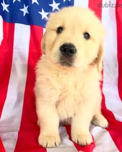 Gol,den Retriever for sale 0