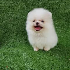 Female Pom puppy for sale 0