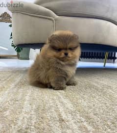 Cream Male Pom puppy for sale