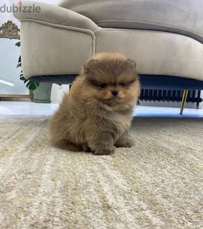 Cream Male Pom puppy for sale