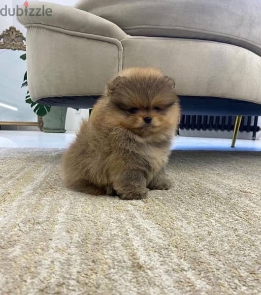 Cream Male Pom puppy for sale 0