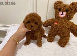 Tcup Poodle puppy for sale . . WHATSAPP Me  +1(484)718‑9164‬