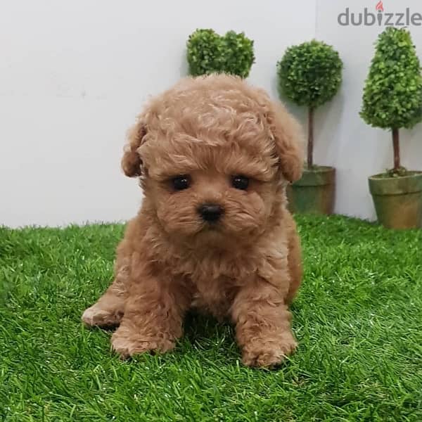 Female Poodle for sale . . WHATSAPP ME  +1(484)718‑9164‬ 1