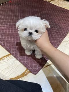 Maltese puppy . WHATSAPP ME  +1(484)718‑9164‬