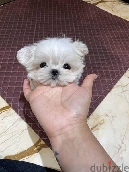 Maltese puppy . WHATSAPP ME  +1(484)718‑9164‬ 1