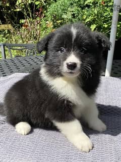 Whatsapp Me (+972 55507 4990) Border Collie Puppies 0