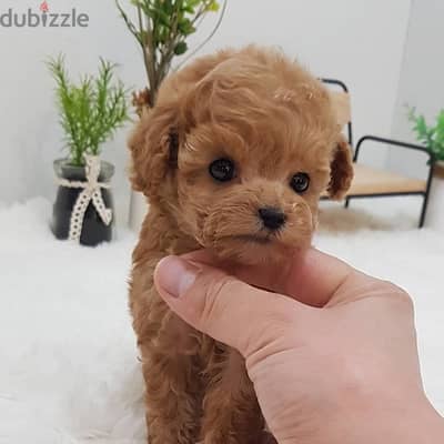 Female  Poodle puppy for sale