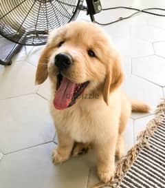 Golden Retriever for sale