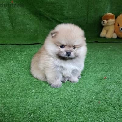 Male Pomer,anian for sale . . WHATSAPP ME  +1(484)718‑9164‬