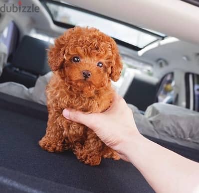 Female Tcup PooDle for sale