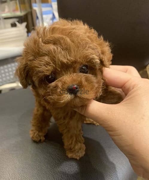 Male Tcup PooDle puppy for sale 1