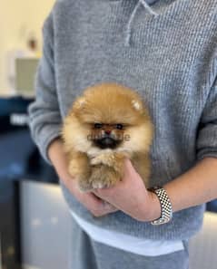 Mini PoMeranian for sale