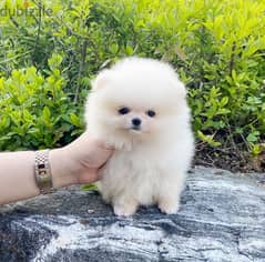 Mini PoMeranian For sale