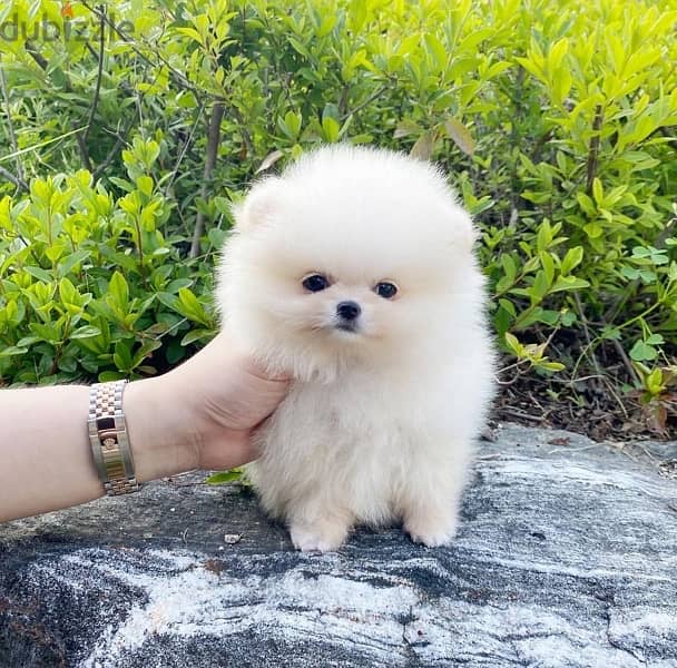 Mini PoMeranian For sale 0