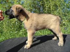 Whatsapp Me (+966 58392 1348) Belgian Malinois Puppies