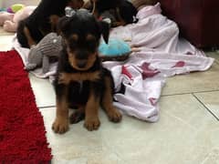 Whatsapp Me (+972 55507 4990) Airedale Terrier 0