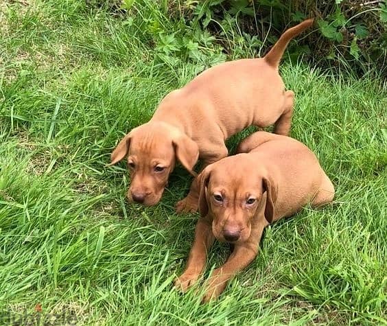 Whatsapp Me (+966 58899 3320) Hungarian Vizsla Puppies 0