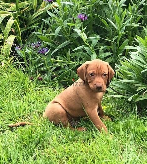 Whatsapp Me (+966 58899 3320) Hungarian Vizsla Puppies 1