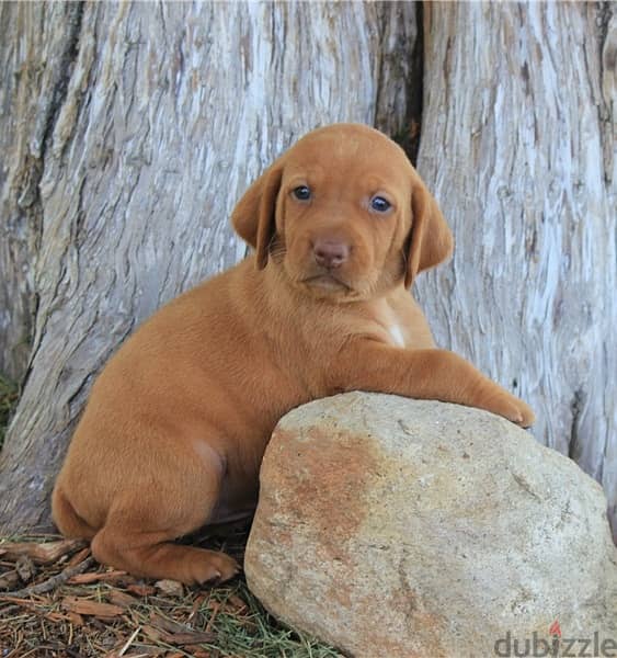 Whatsapp Me (+966 58899 3320) Hungarian Vizsla Puppies 0