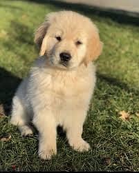 WhatsApp me +4917629216066 Golden retriever puppies for sale